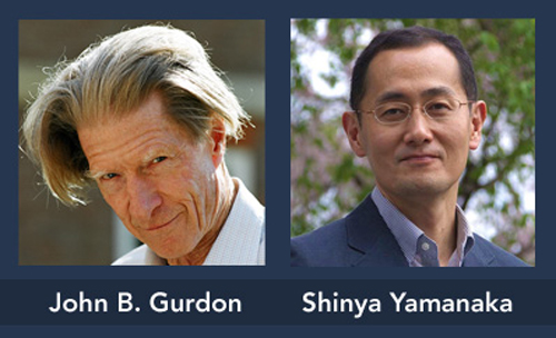 Nobelpriset i medicin 2012 – John B Gurdon och Shinya Yamanaka